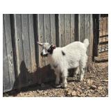 Tiny Micro Mini, Blue Eyed, Nigerian Dwarf Billy