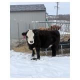 Mini Aberdeen Heifer, ready to breed