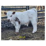 'Jacob': bull calf, DOB: 3/9/26. Currently 22'