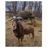 Registered Lamacha Buck. DOB 01/11/24 'Monty'