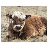 Hank is a mini belted/highland/hereford