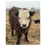 Bruce is a mini belted/highland/Hereford