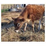 7 month old pure jersey heifer naturally polled
