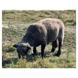 Registered Apple Fox Farms Spot Carrier Babydoll