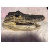 Resin Cured Gator Head