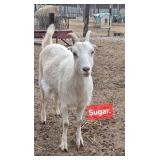 Commercial Lamancha Doe, loves treats