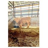 Tiny Highland Heifer out of Silver genetics