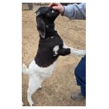 Commercial Boar Doe DOB 12/09/25