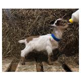 Nigerian Dwarf buck kid born 3/10/26