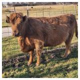 Highland cow will have a calve in 2 months