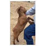 Commercial Boar Doe. loves to snuggle