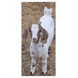 Commercial Boar Doe, Born 01/19/26