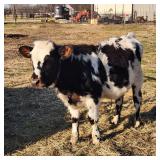 Cross breed steer calf he is wormed and vaccinated