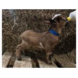 Nigerian Dwarf buck kid born 3/9/26