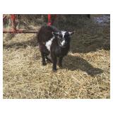 5 month old Nigerian dwarf mini buckling