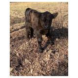 Mini bull calf. Born 3/19/26 started on the bottle