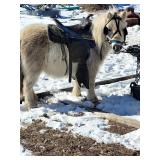 5 year old mare 33 inch Mini, broke to ride