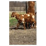 Yearling spotted Boer Doeling