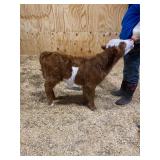 Goose is a mini bull calf Out of small parents