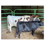 Mini Jersey Heifer Born 11/14/24