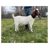 Shepherd Hollow Dora ABGA fullblood yearling