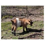 Tri Colored Nigerian Dwarf Billy Goat