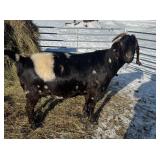 3 year old boer dappled doe uses in petting zoo