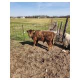 6 month old mid size high park bull standing 42'