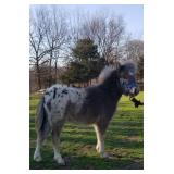 'Jimmy' Miniature appaloosa stud colt.