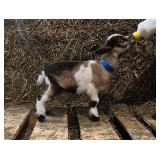 Nigerian Dwarf buck kid born 3/10/26.