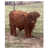 Meet Mr. Rip! Highland bull calf. Brindle in color