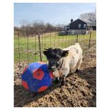 Meet Smokey,14 month old high park micro mini