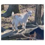 Micro Mini Nigerian Dwarf Doeling Gorgeous