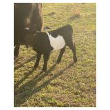 Mini belted heifer. Born 3/20/26. On bottle