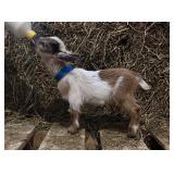 Nigerian Dwarf buck kid born 3/10/26