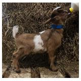 Nigerian Dwarf buck kid born 3/9/26