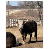Herman is a mini Hereford/Zebu cross