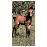 6 month old buckskin John mule about 12hh now