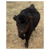 Meet Mr. Midnight! Highland bull calf