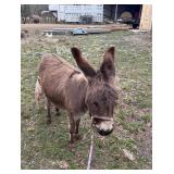 Miniature Jenny Donkey 32' exposed
