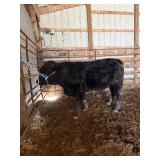 Merle  Black HighPark x Highland Yearling Bull