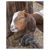 Commercial Boar Doe, sky blue eyes