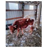 Texas Longhorn heifer 6 mos old, weaned
