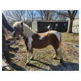 6 year old painted pony female shetland mix.