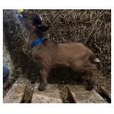 Nigerian Dwarf buck kid born 3/10/26