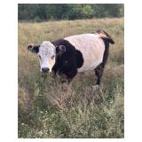 Mini belted Galloway  'Oreo' DOB: 6/16/21