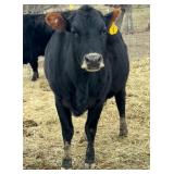 Tulip a sweet Mini Jersey, she's approx 38-39'