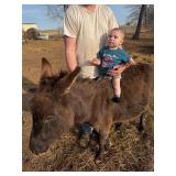 Super calm, Jack Donkey