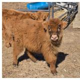 5 month old Dzomo heifer, mom yak, Dad highlander