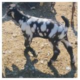 ABGA 75% buckling weaned at sale time